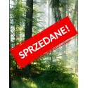 Cena początkowa 180zł. Fototapeta samoprzylepna 118164196-2