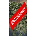 Cena początkowa 296zł. Fototapeta wf144-2