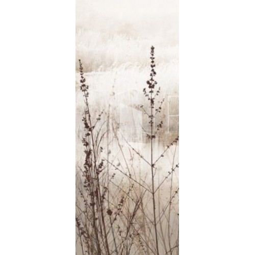 Fototapety Mglista dolina traw