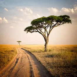 safari