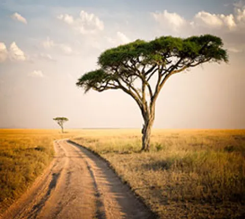 safari