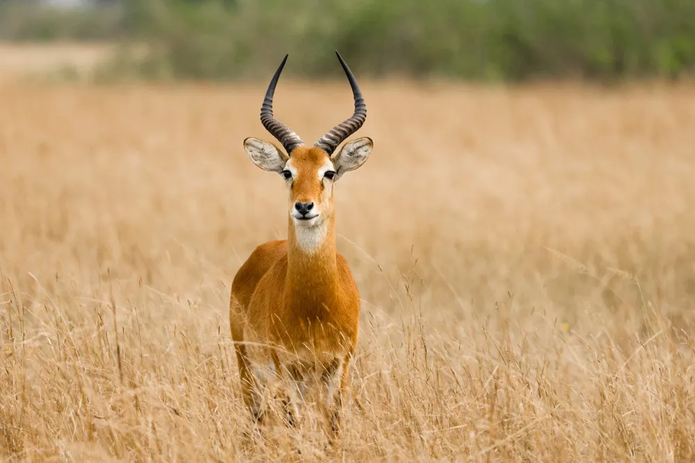 Obraz Antylopa waterbuck na sawannie – afrykańska natura #wf1009