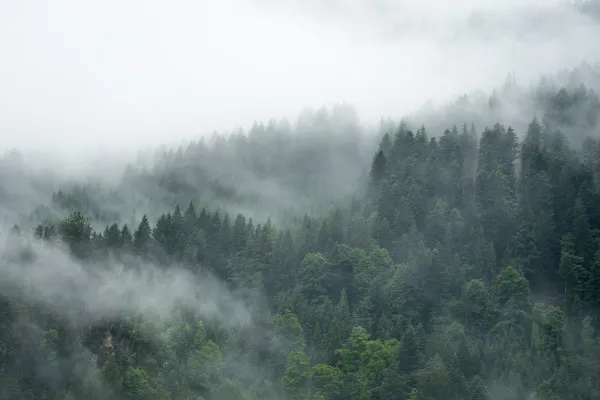 Obrazy Las Schwarzwald we Mgle na wymiar