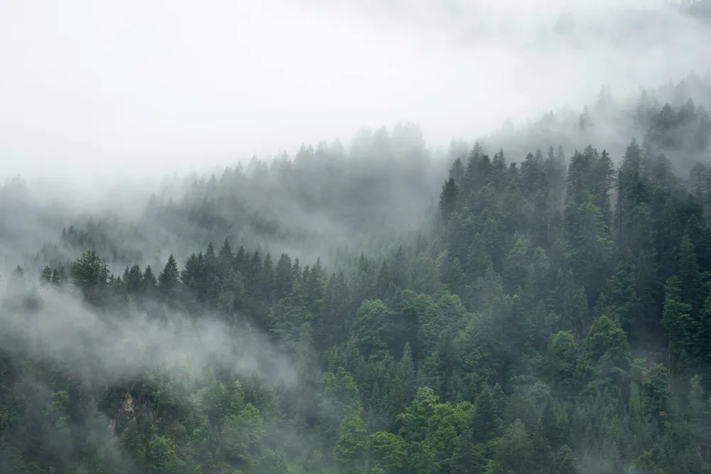 Fototapeta Las Schwarzwald we Mgle #wf729
