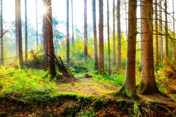Obrazy Panorama Jesiennego Lasu z Promieniami Słońca na wymiar