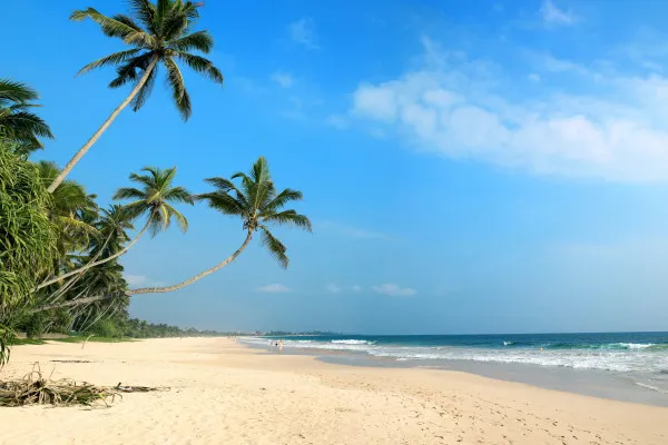 Obrazy Tropikalna plaża na Sri Lance – palmy i ocean na wymiar