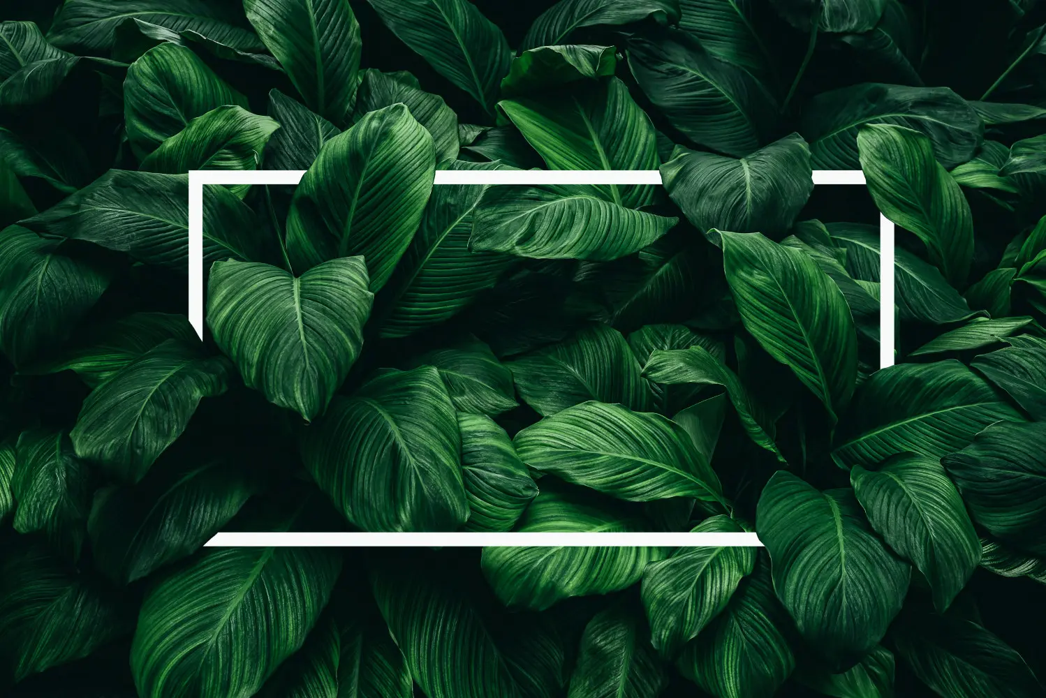 Fototapeta Tropikalne liście skrzydłokwiatu