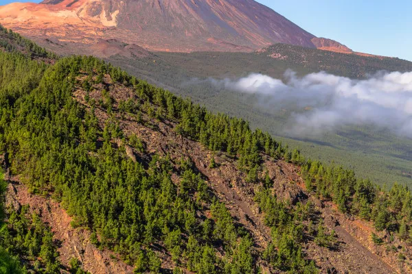 Obrazy Wulkan Teide nad Lasem Sosnowym na Teneryfie na wymiar