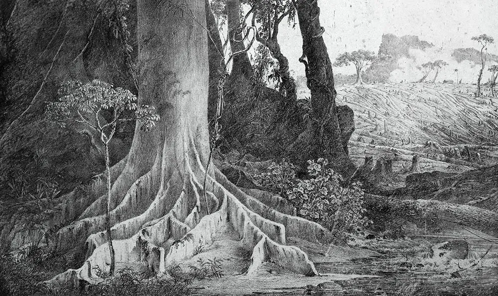 Fototapeta Botaniczny mural #wf324