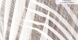 Zbliżenie wzoru Delikatne palmy brąz