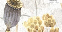 Zbliżenie wzoru Polna łąka