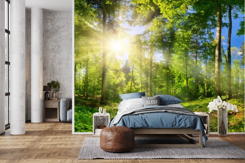 Panoramiczny Las Liściasty w Słoneczny Dzień