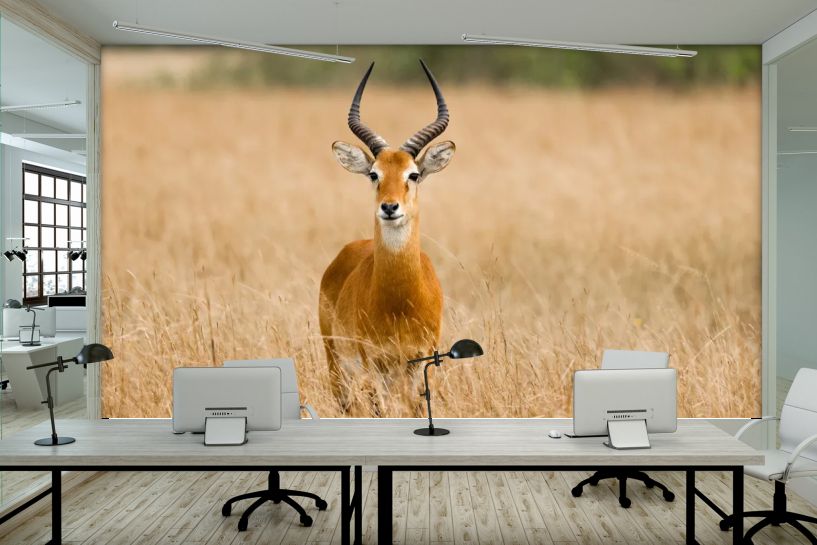 Antylopa waterbuck na sawannie – afrykańska natura