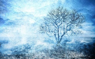 Podgląd wzoru Samotne drzewo