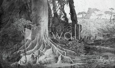 Podgląd wzoru Botaniczny mural