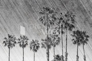 Podgląd wzoru Rajskie ulewy